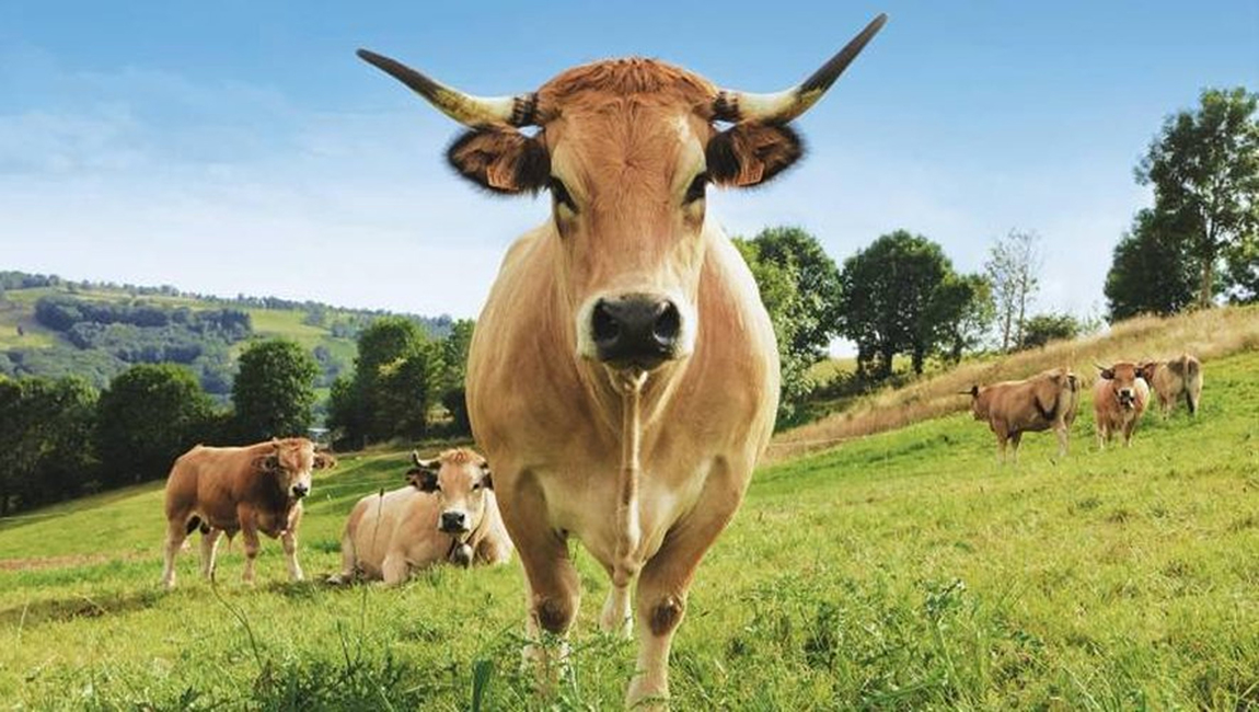 Fleurs d’Aubrac Fleurs d’Aubrac