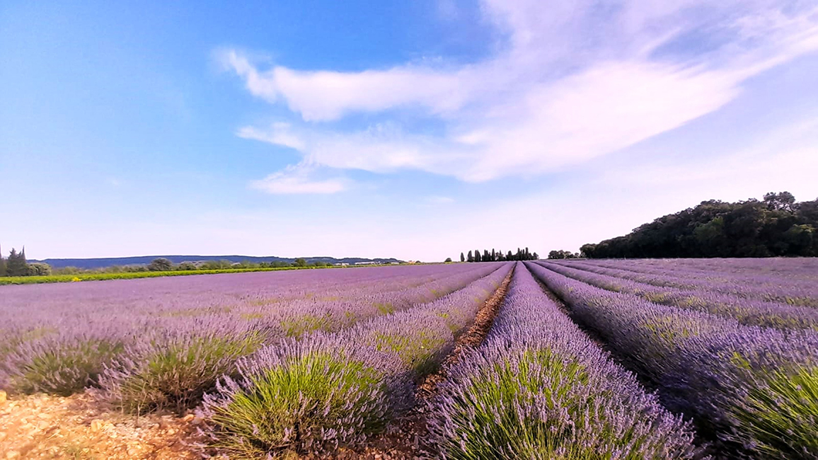 Le Cloître des Dominicains Le Cloître des Dominicains