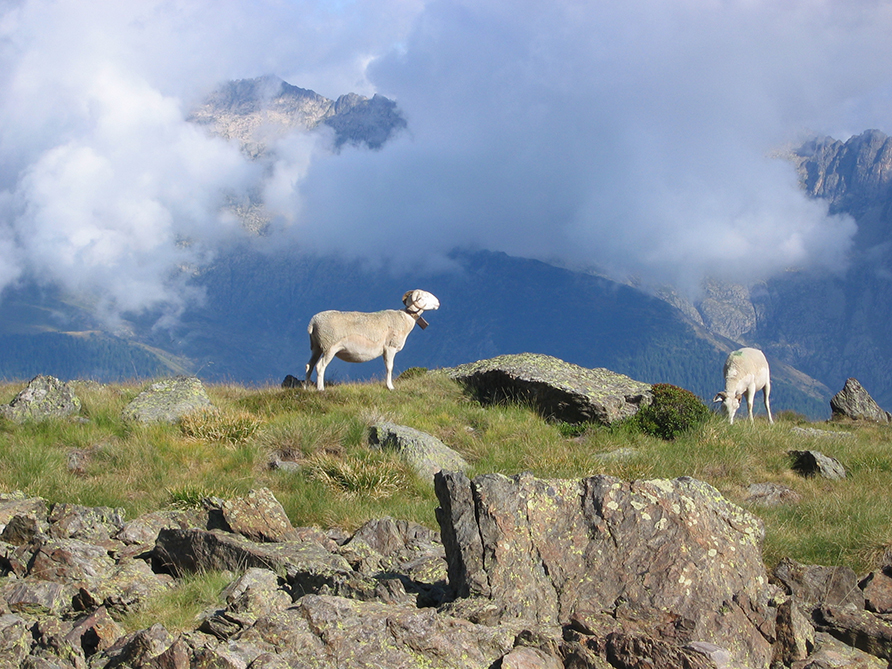 Le Tarbesou Le Tarbesou