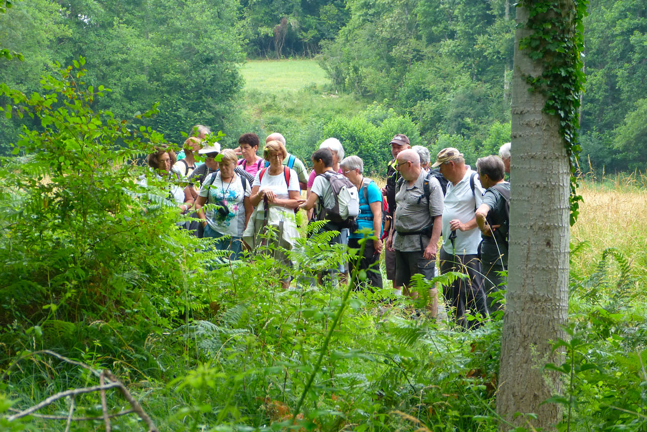 Les Chênes Verts Les Chênes Verts