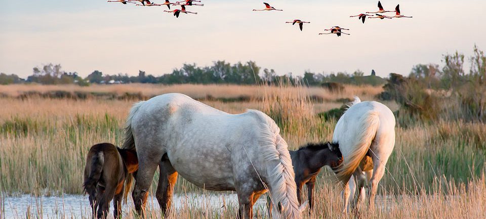 chevaux-de-camargue