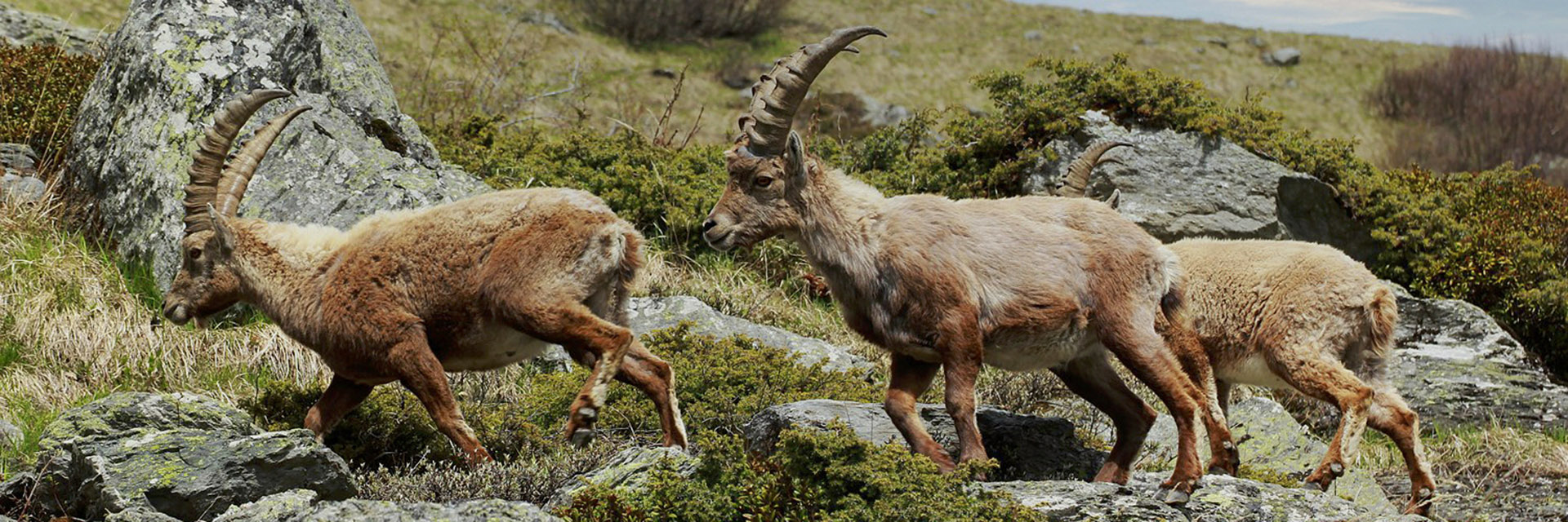Chalet La Vigogne Chalet La Vigogne