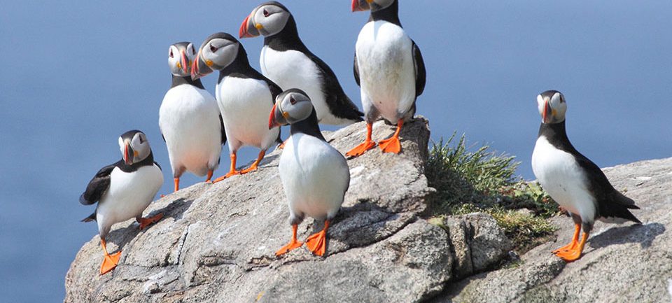 L'Archipel des Sept-Îles © Réserve Naturelle des Sept-Îles La Réserve Naturelle des Sept-Îles