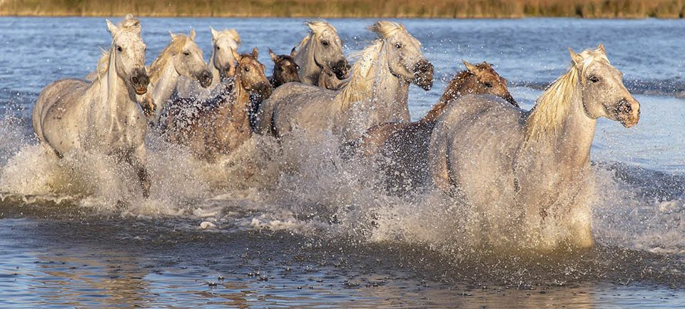 La Camargue La Camargue