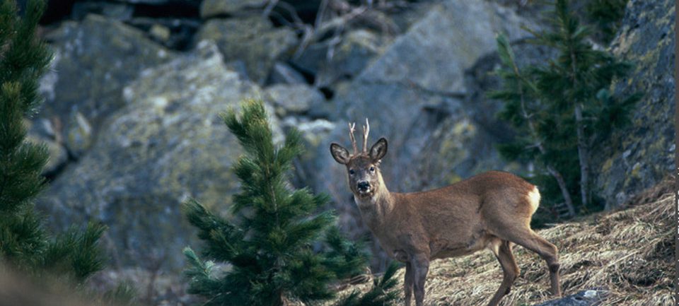 Le Parc National de la Vanoise © Sandrine Lemmet Le Par National de la Vanoise