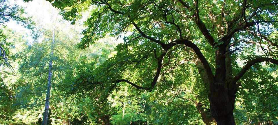 La chataigneraie de Parly © Tourisme Yonne Fanny Triboulet La chataigneraie de Parly © Tourisme Yonne - Fanny Triboulet