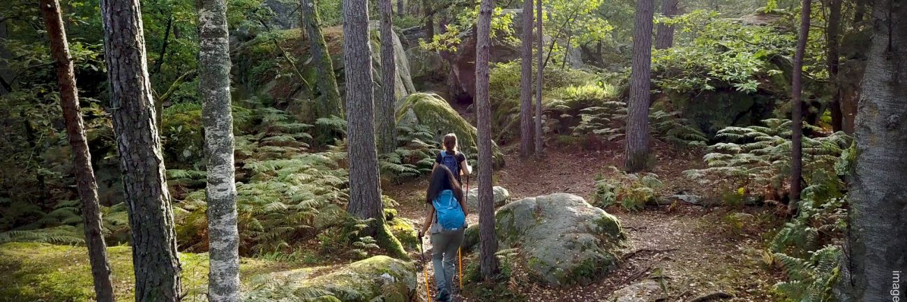 La forêt de Fontainebleau © Fontainebleau Tourisme La forêt de Fontainebleau