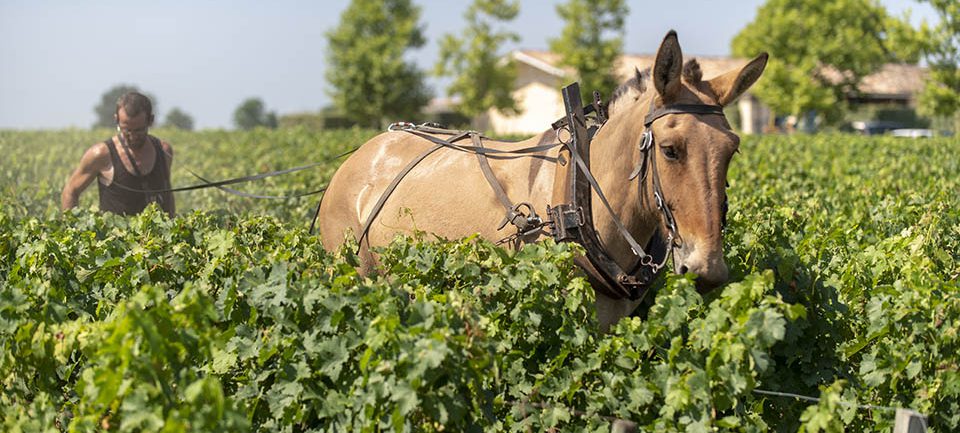 Domaine de Chevalier Domaine de Chevalier