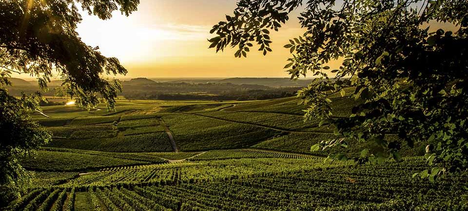 Vignoble du Jura Vignoble du Jura