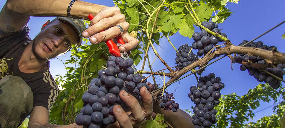 Vignoble du Jura Vignoble du Jura