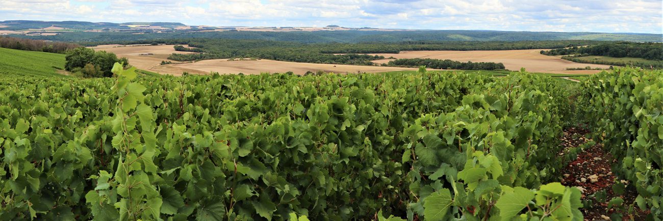 Les nouveaux territoires français du vin