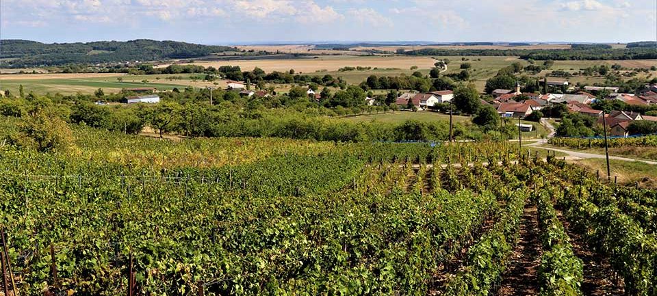 Les Nouveaux vignobles Les Nouveaux vignobles