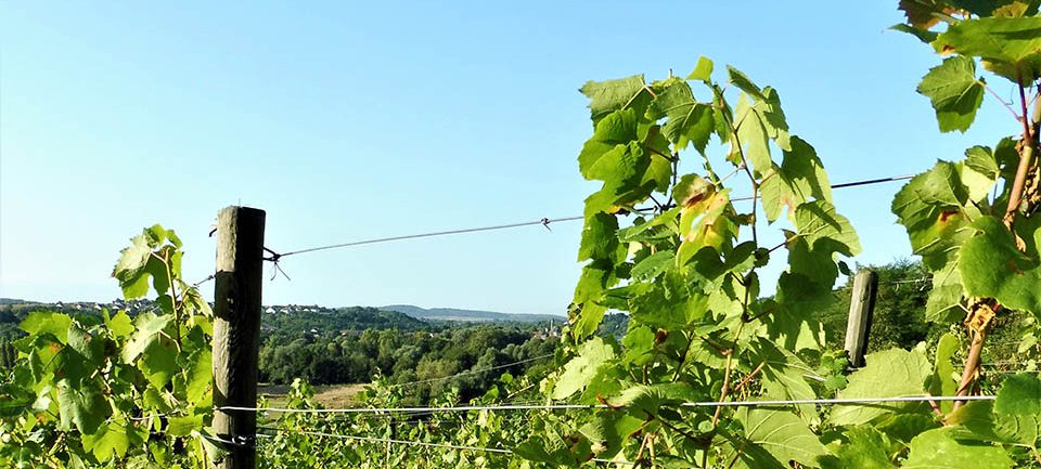 Les Nouveaux vignobles Les Nouveaux vignobles