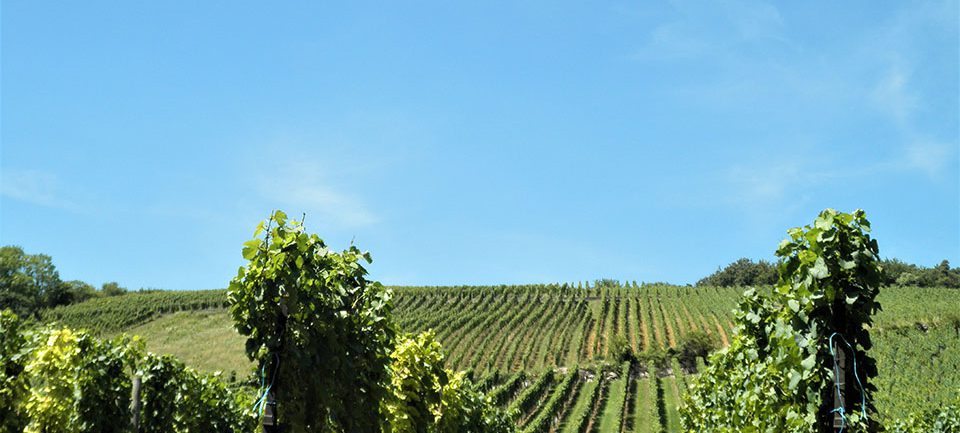 Les Nouveaux vignobles Les Nouveaux vignobles