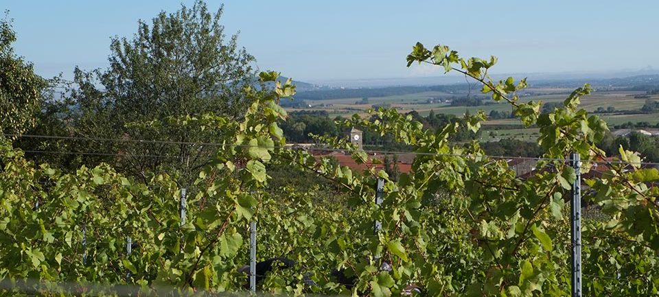 Les Nouveaux vignobles Les Nouveaux vignobles