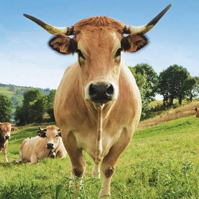 Fleurs d&rsquo;Aubrac