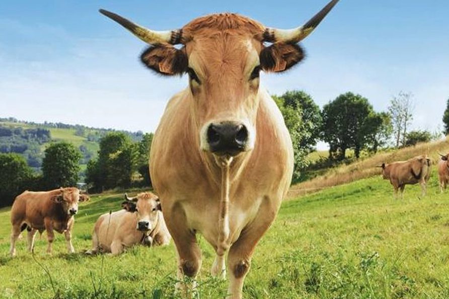 Fleurs d’Aubrac Fleurs d’Aubrac